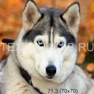 71.3