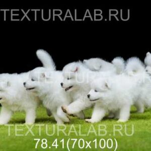 78.41